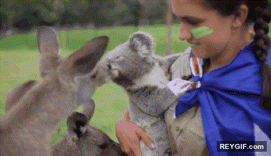 GIF animado (96141) El amor es perfectamente posible entre canguros y koalas
