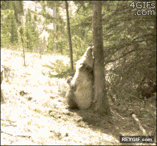 GIF animado (93717) El arbol de moda en todo el bosque solo para osos vips