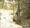 GIF animado (93717) El arbol de moda en todo el bosque solo para osos vips