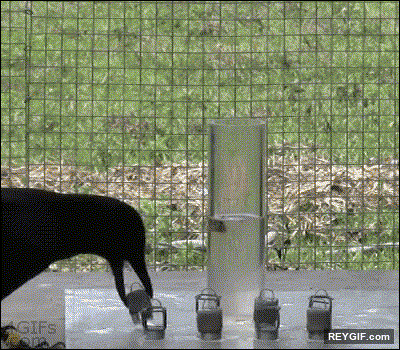 GIF animado (94633) El cuervo es el segundo animal mas inteligente del planeta