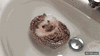 GIF animado (92005) El erizo que sonaba con ser un nenufar