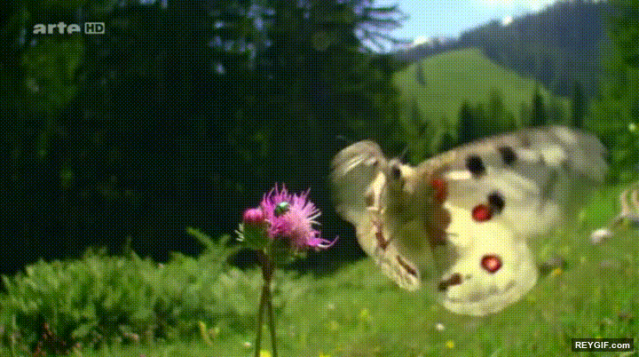 GIF animado (95681) El espectacular movimiento de una mariposa a camara lenta
