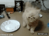 GIF animado (93588) El gato experto en el robot dance