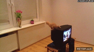 GIF animado (92608) El gato muelle