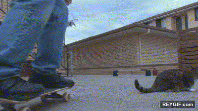 GIF animado (93617) El gato que patina mejor que yo