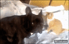 GIF animado (91538) El golpe del sueno version felina