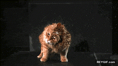 GIF animado (95976) El hipnotico efecto de un gato secandose
