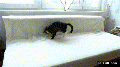 GIF animado (95744) El momento exacto en el que a tu gato se le va la olla