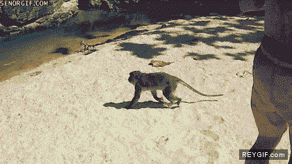 GIF animado (90808) El mono de michael phelps