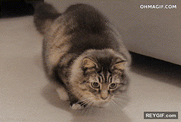 GIF animado (94778) El movimiento del gato es hipnotizante