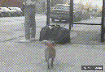 GIF animado (92267) El perro landrozuelo