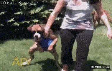 GIF animado (94978) El perro que se niega a soltar la bola