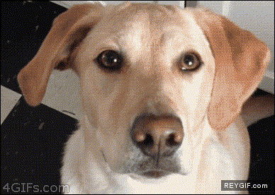 GIF animado (90457) El perro vizco