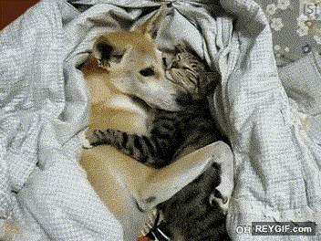 GIF animado (95154) El perro y el gato se odian tanto