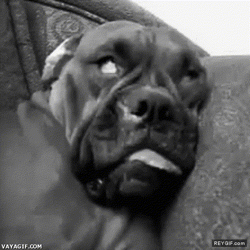 GIF animado (92352) El pobre perro tiene una pesadilla y tu la tendras esta noche