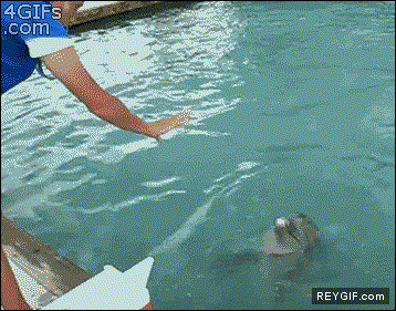 GIF animado (90405) El truco de la pistola con un delfin