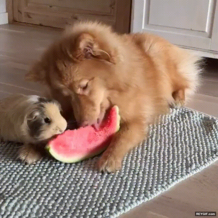 GIF animado (95519) En estos dias calurosos lo mejor es compartir la fruta con los colegas