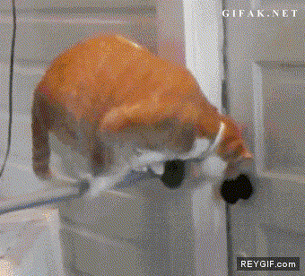 GIF animado (91795) Encierra al gato en el garaje que sino bueno es igual