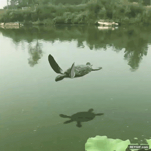GIF animado (96180) Encuentran una tortuga voladora y da bastante mal rollo verlo