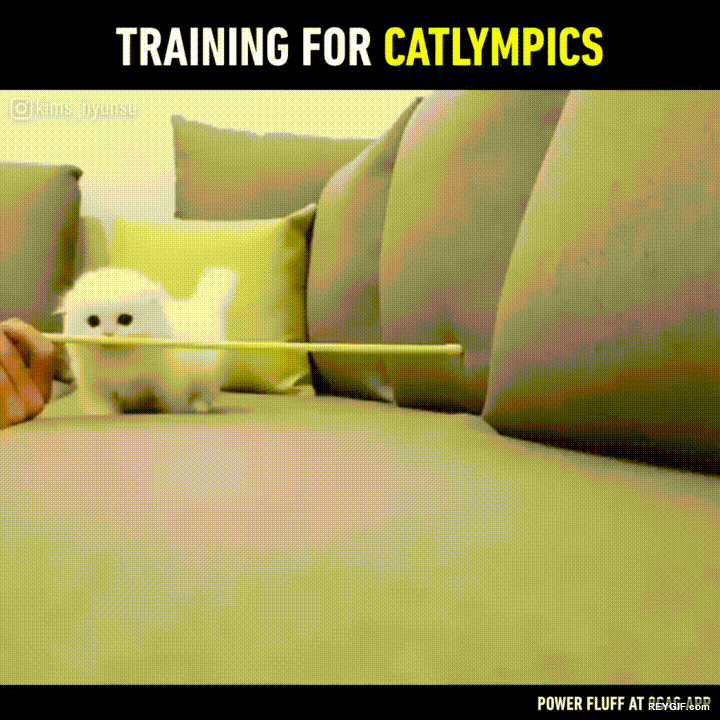 GIF animado (96485) Entrenando para las gatolimpiadas
