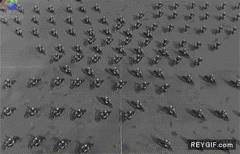 GIF animado (92841) Epica sincronizacion de motos
