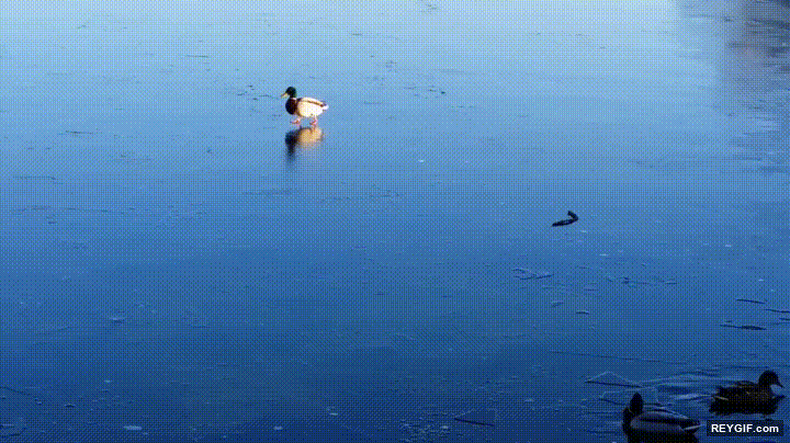 GIF animado (95897) Es sorprendemente hipnotico ver patos deslizandose sobre hielo
