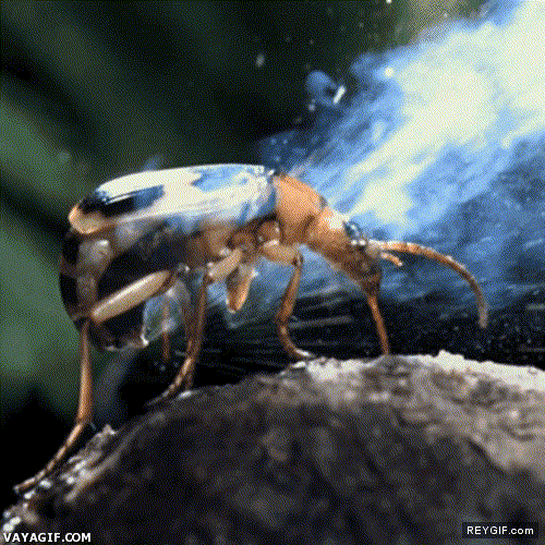 GIF animado (91028) Escarabajo bombardero y su peculiar manera de defenderse