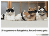 GIF animado (94359) Ese incomodo momento en que tu gato sale mejor en las fotos que tu