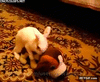 GIF animado (93922) Ese peluche nunca volvio a ser el mismo