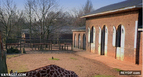 GIF animado (93667) Esta jirafa desaprueba lo que estas haciendo ahora