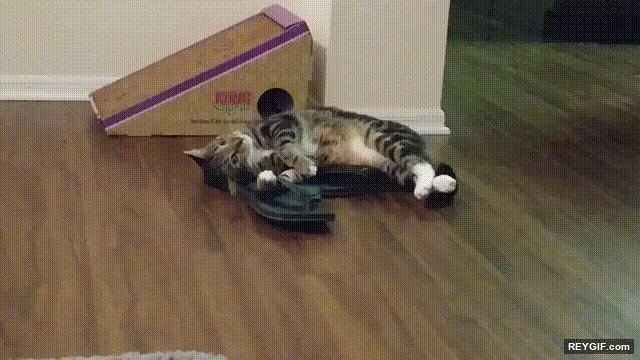 GIF animado (95967) Este gato y su sandalia son inseparables