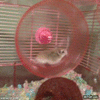 GIF animado (93758) Este hamster parece que ha bebido demasiado cafe