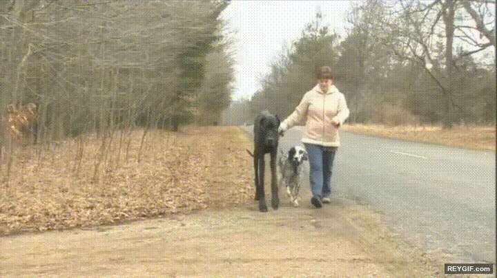 GIF animado (96362) Este perro es mas alto que muchas de las personas que conozco