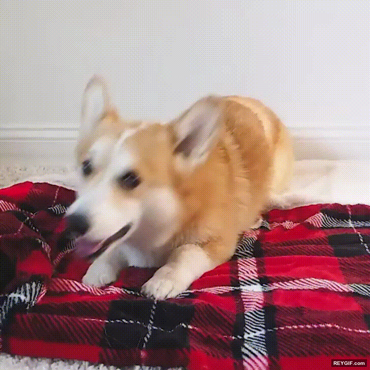 GIF animado (96158) Este perro ha aprendido la tecnica de la croqueta para las noches de frio
