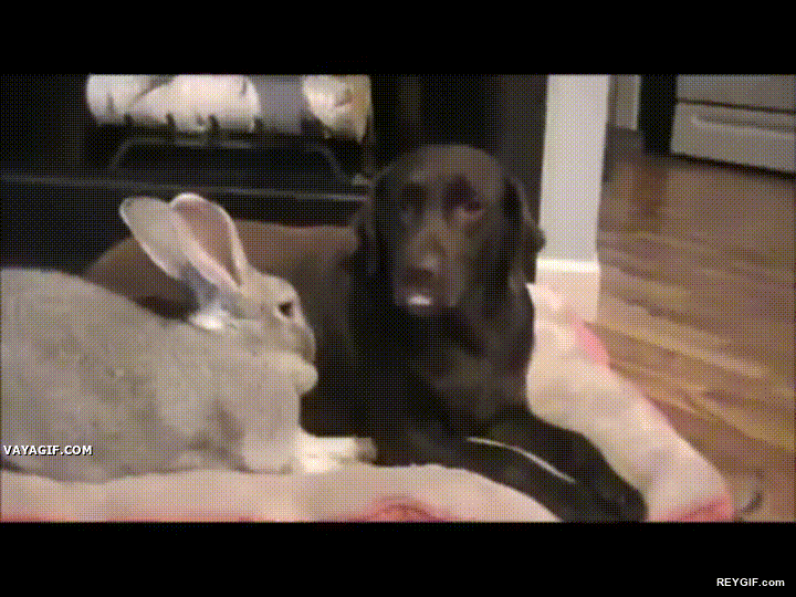 GIF animado (96632) Este perro no parece muy impresionado al ver un conejo gigante