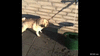 GIF animado (96154) Este perro tiene un problema con las sombras