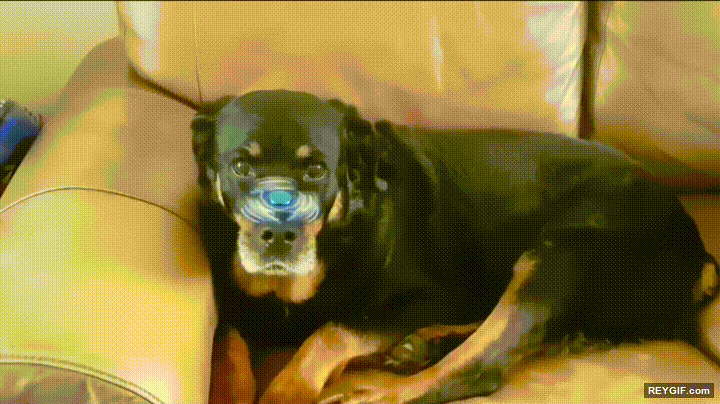 GIF animado (96396) Este perrro es un verdadero experto del fidget spinner