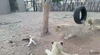 GIF animado (95287) Estos leones se han metido en el barrio equivocado