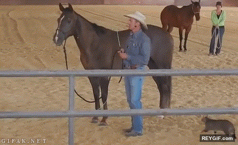 GIF animado (93662) Estupido caballo el sueno de mi vida es ser jinete deja que te monte