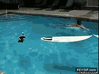 GIF animado (91256) Estupido humano que cono estas haciendo en mi piscina