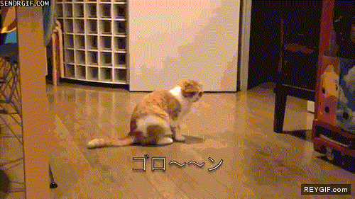 GIF animado (91777) Estupido y sensual gato