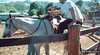 GIF animado (91331) Forma incorrecta de subir a un caballo