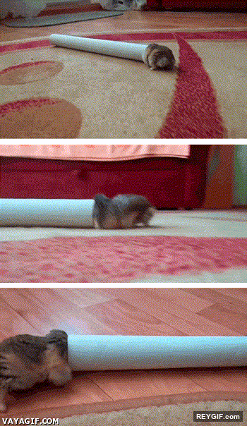 GIF animado (94185) Frustracion hamster