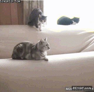 GIF animado (92575) Fuera de mi sofa gato