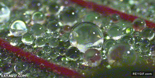 GIF animado (90771) Fusion de gotas de agua