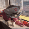 GIF animado (94409) Gatita enfermera contra el coronavirus