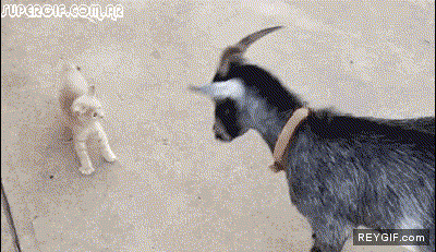 GIF animado (91773) Gatito vs cabra