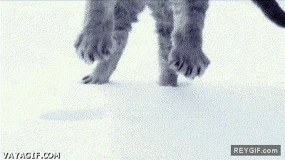 GIF animado (91413) Gato aterrizando en la nieve a camara lenta