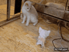 GIF animado (92651) Gato cobarde