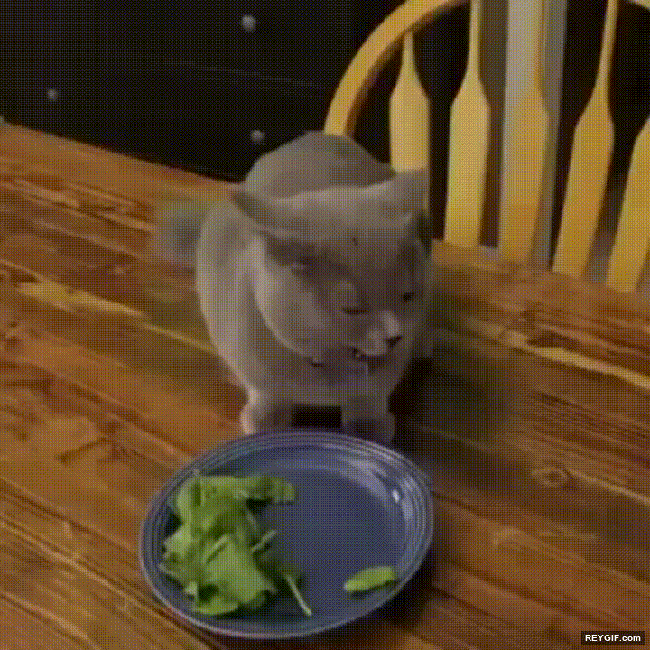 GIF animado (94491) Gato con habilidades ninja para no ser pillado infranganti